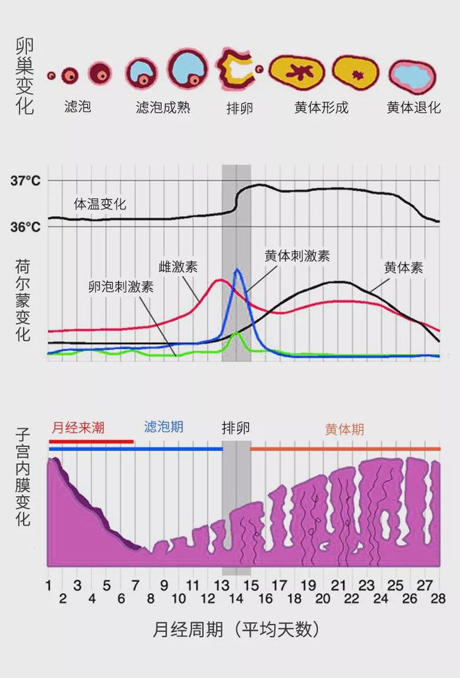 两个月来一次月经，一种特殊的生理周期及其理解