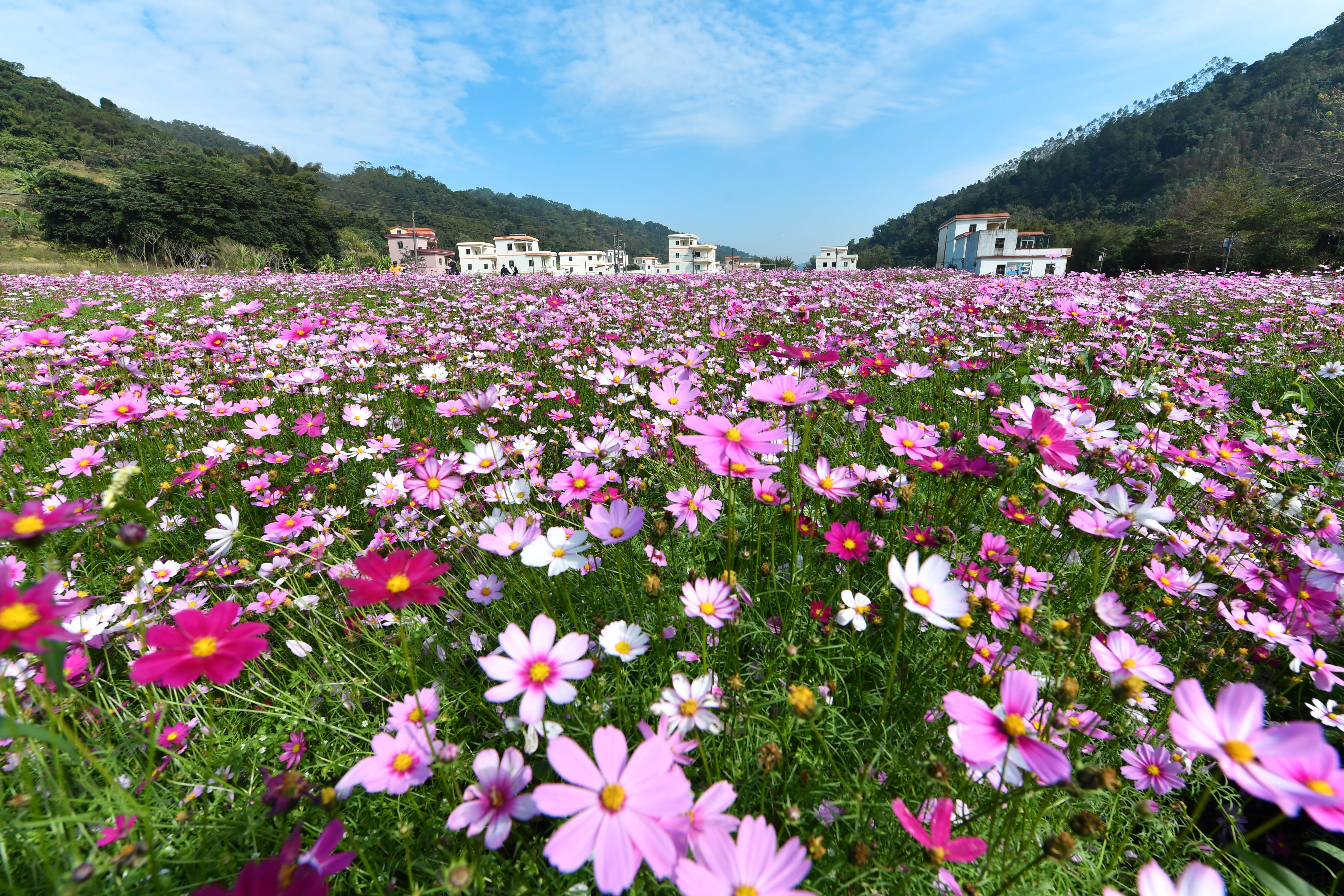 广东省春天乡村赏花之旅