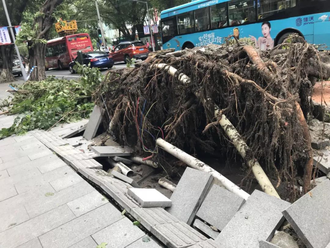 广东省山竹四停现象及其影响